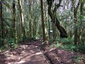 der Weg durch den Regenwald